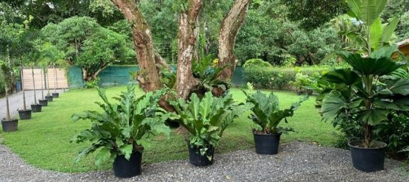 Terrain à Garabito, Costa Rica No. 1767 4