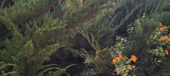 275m² Commercial property in Nea Makri, Greece No. 4522 26