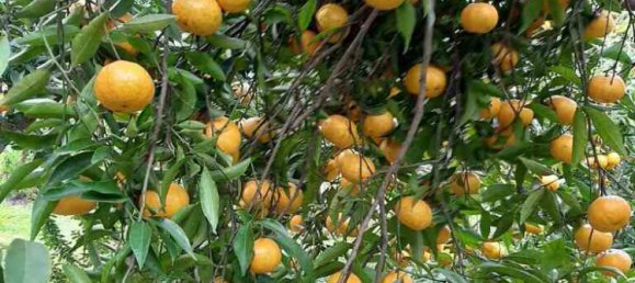 275m² Commercial property in Nea Makri, Greece No. 4522 23