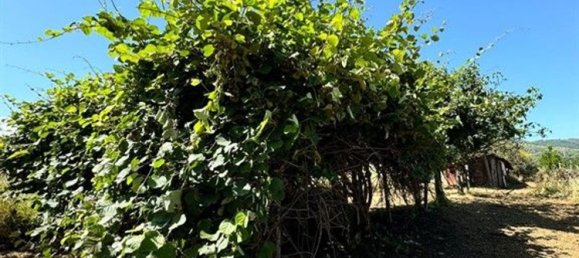 2000m² Land in San Cesareo, Italy No. 223065 12