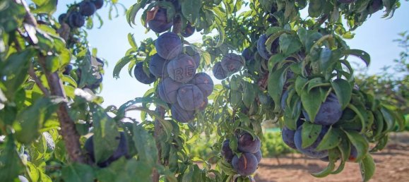 Casa T2 em Redondo, Portugal N.º 89194 23
