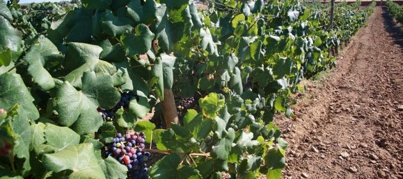 Casa T2 em Redondo, Portugal N.º 89194 26