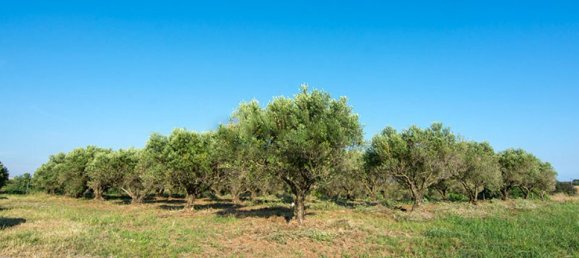 3 bedrooms Commercial property in Epanomi, Greece No. 5594 4