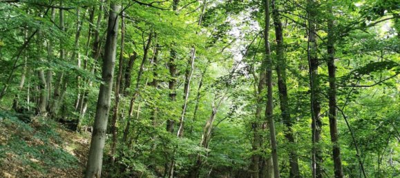 2 rooms House in Sueglio, Italy No. 255221 5