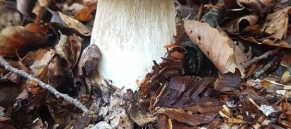 2 rooms House in Sueglio, Italy No. 255221 4