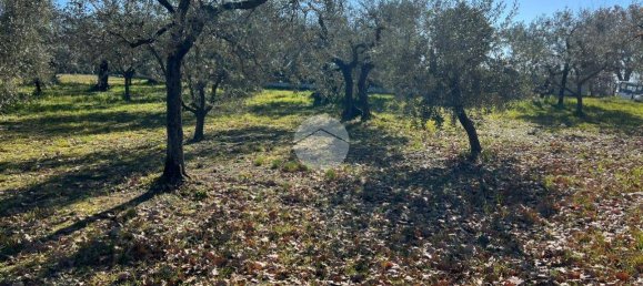 2380m² Land in Calvi dell'Umbria, Italy No. 145956 3