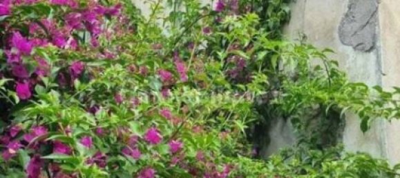 7 chambres Villa à Massa, Italy No. 170943 8