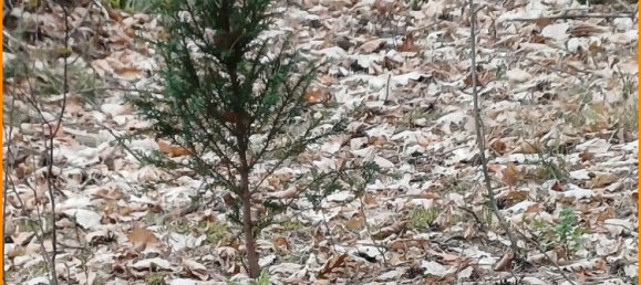  Land in Potsdam-Mittelmark, Germany No. 237267 6