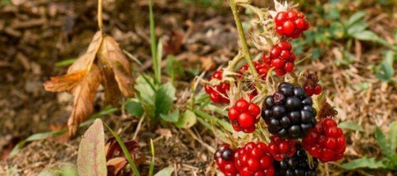 Casa de 5 habitaciónes en Kukmirn, Austria No. 207863 19