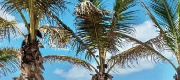 Apartamento de 3 dormitorios en Las Palmas De Gran Canaria, Spain No. 143161 37