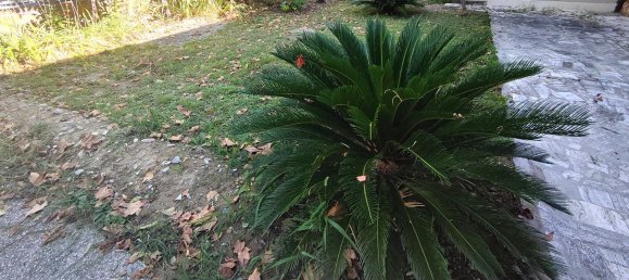 3 rooms Apartment in Riccione, Italy No. 263232 23