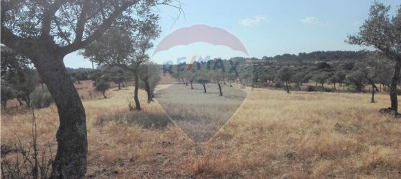 Terrain à Proenca a Nova, Portugal 1983m² No. 66792 6