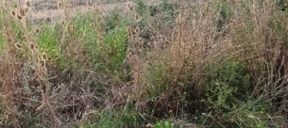 Terreno en Magliano in Toscana, Italy 110000 m² No. 112319 16