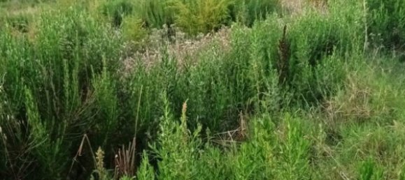 Terreno en Magliano in Toscana, Italy 110000 m² No. 112319 15