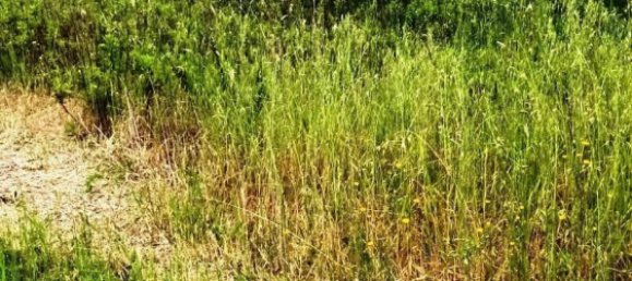 Terreno en Magliano in Toscana, Italy 110000 m² No. 112319 6