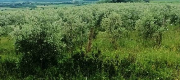 Terreno en Magliano in Toscana, Italy 110000 m² No. 112319 8