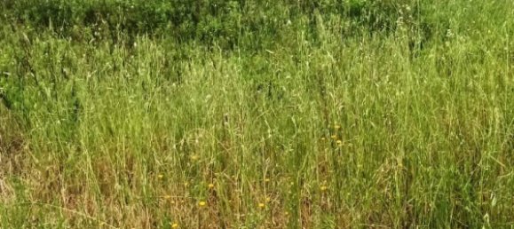 Terreno en Magliano in Toscana, Italy 110000 m² No. 112319 9