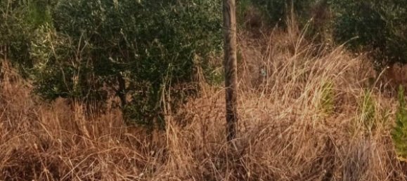 Terreno en Magliano in Toscana, Italy 110000 m² No. 112319 2