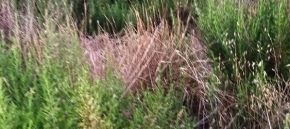 Terreno en Magliano in Toscana, Italy 110000 m² No. 112319 11