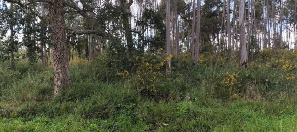 Земельный участок в Лейрия, Португалия № 157220 2