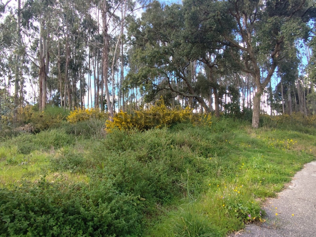 Земельный участок в Лейрия, Португалия № 157220