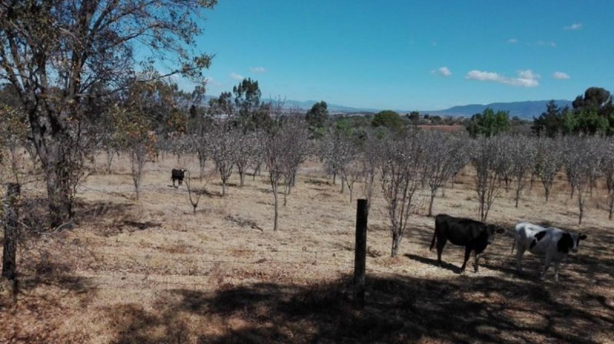  Land in Polotitlan, Mexico No. 203030