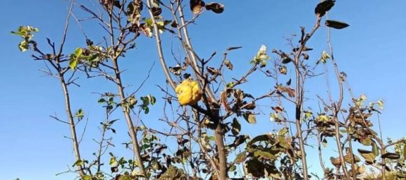 1غرفة عقار تجاري في Sardinia, Italy رقم 338333 6