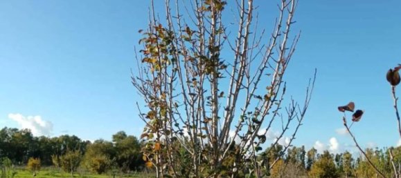 1غرفة عقار تجاري في Sardinia, Italy رقم 338333 9