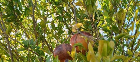 1غرفة عقار تجاري في Sardinia, Italy رقم 338333 8