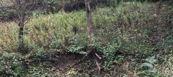 Terrain à Konigstetten, Austria 1469m² No. 163916 2