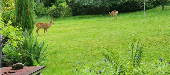 4-salle Maison de ville à Calw, Germany No. 299627 19