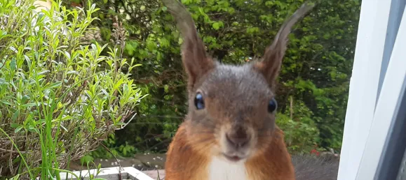 4-salle Maison de ville à Calw, Germany No. 299627 18