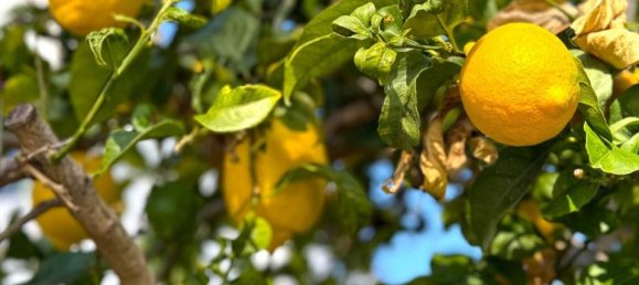 3 bedrooms Villa in Alicante, Spain No. 176592 45