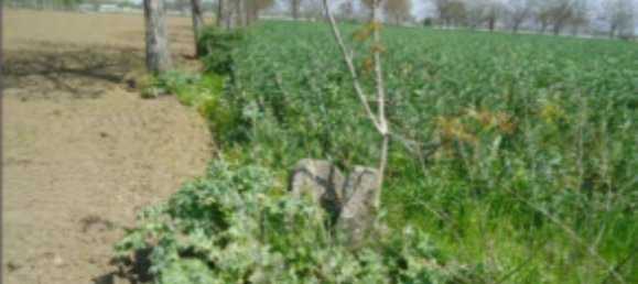 Grundstück in Orta di Atella, Italy 26360m², Nr. 376743 9