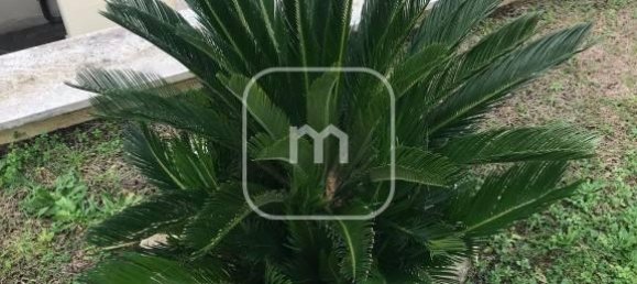 9-Zimmer Haus in Grottaferrata, Italy, Nr. 32566 90