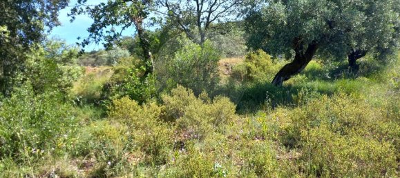 2 bedrooms House in Alvaiazere, Portugal No. 179306 6