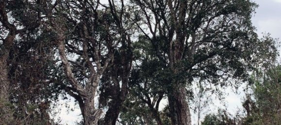 15 bedrooms House in Torres Vedras, Portugal No. 189878 32