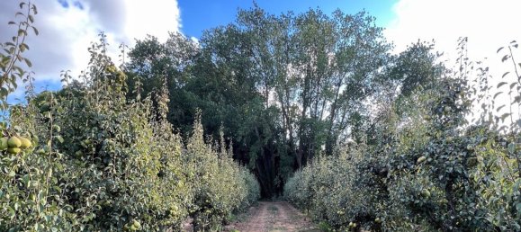 15 bedrooms House in Torres Vedras, Portugal No. 189878 30