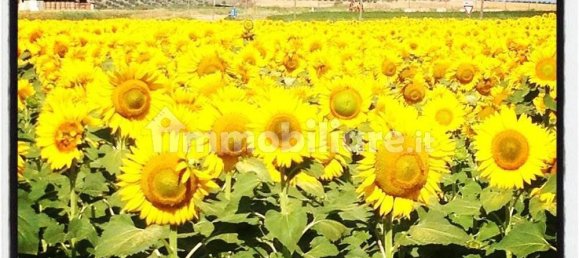 استوديو في Grosseto, Italy رقم 226175 24