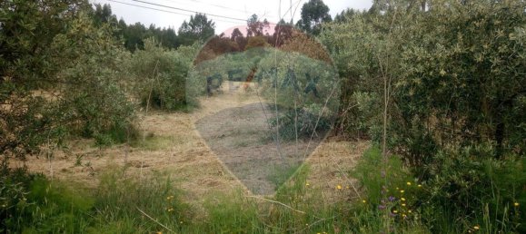 Grundstück in Alvaiazere, Portugal 4518m², Nr. 77407 8