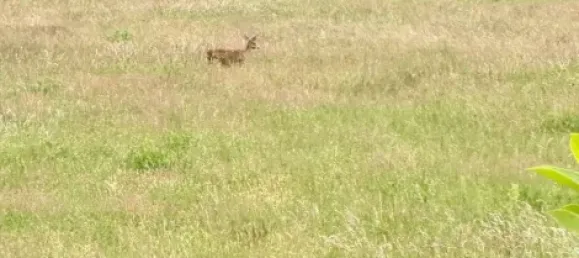 6 rooms House in Frankfurt an der Oder, Germany No. 371808 27