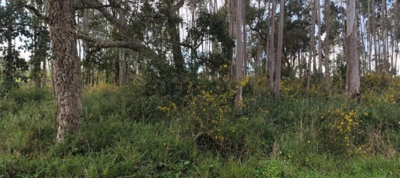 Terrain à Leiria, Portugal No. 157214 3