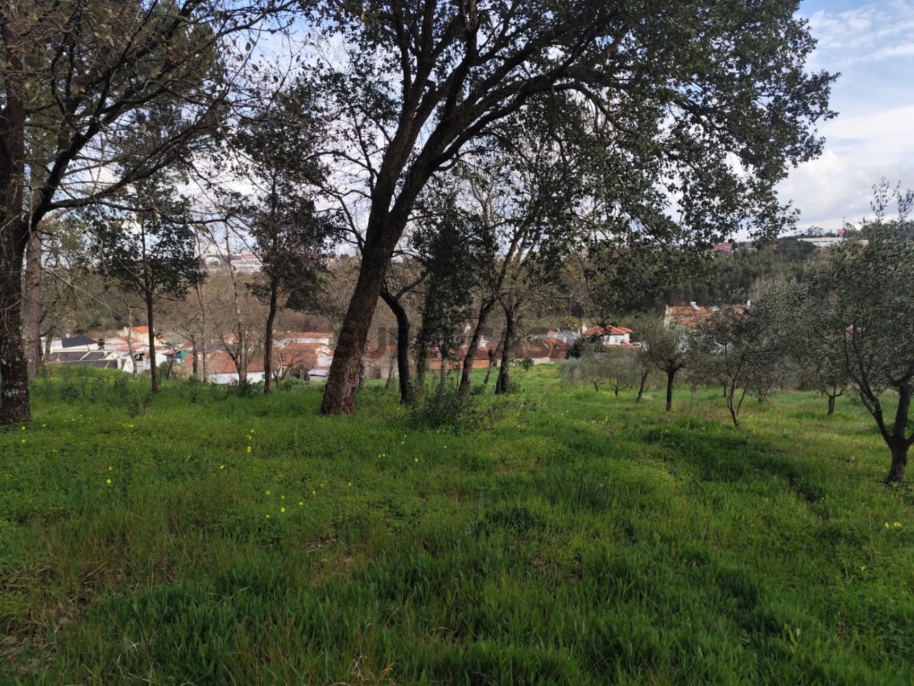  قطعة أرض في Leiria, Portugal رقم 157214