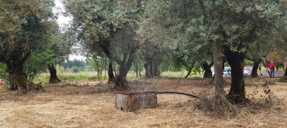 1 Schlafzimmer Haus in Ferreira do Zezere, Portugal, Nr. 21394 11