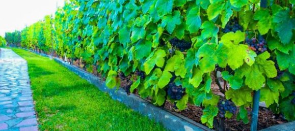 4 chambres Maison à Guia de Isora, Spain No. 130557 16