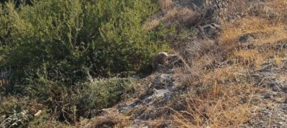  Land in Coin, Spain No. 155798 5