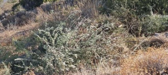  Land in Coin, Spain No. 155798 8