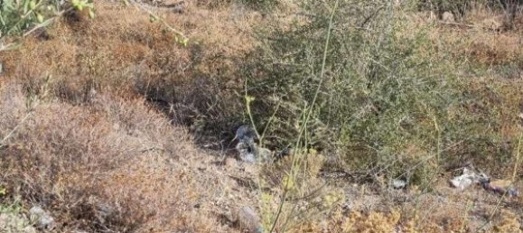  Land in Coin, Spain No. 155798 10