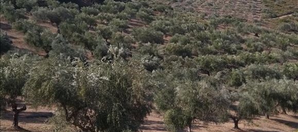 فندق في Euboea, Greece 38000متر مربع رقم 4282 2