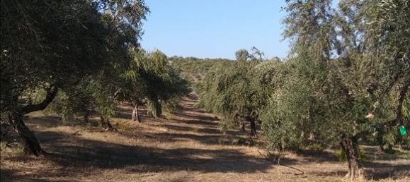 فندق في Euboea, Greece 38000متر مربع رقم 4282 6